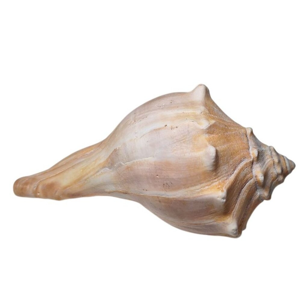 Knobbed‎ Whelk Sea Snail Shell Atlantic 7 Inch Spines Beach Nautical